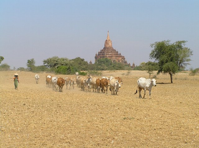20050128_Bagan_04
